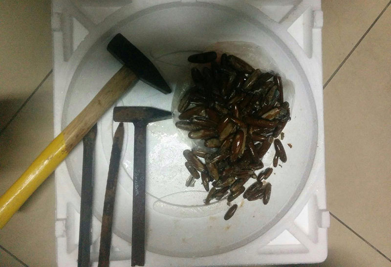 Sorpresi a pescare datteri di mare, nei guai due copertinesi