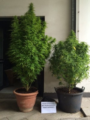 erba municipale campo panareo