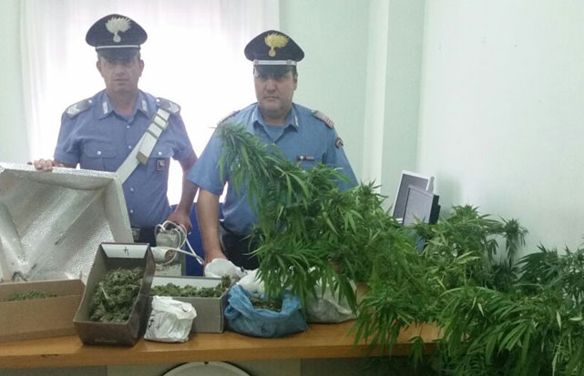 Ha il ‘pollice verde’ ma lo usa per coltivare marijuana, in manette trentanovenne