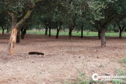 Schianto tra auto e scooter sulla litoranea: perdono la vita due 16enni - Corriere Salentino