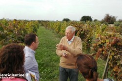 Xylella: la ricerca scientifica conferma resistenza del leccino - Corriere Salentino