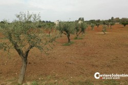 Xylella: la ricerca scientifica conferma resistenza del leccino - Corriere Salentino