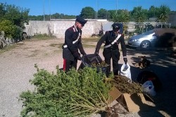 Droga ovunque, anche nel pollaio ed in camera da letto: arrestato 64enne - Corriere Salentino