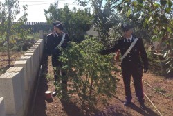 Droga ovunque, anche nel pollaio ed in camera da letto: arrestato 64enne - Corriere Salentino