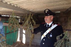 Droga ovunque, anche nel pollaio ed in camera da letto: arrestato 64enne - Corriere Salentino