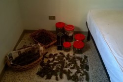 Droga ovunque, anche nel pollaio ed in camera da letto: arrestato 64enne - Corriere Salentino