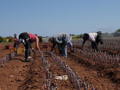 agricoltura-barbatelle-(2)