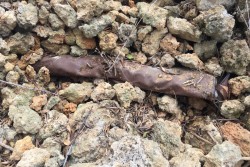 Ai piedi del muretto a secco, tre fucili perfettamente funzionanti: misterioso rivenimento - Corriere Salentino