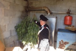 Droga ovunque, anche nel pollaio ed in camera da letto: arrestato 64enne - Corriere Salentino