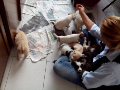 cuccioli sequestrati