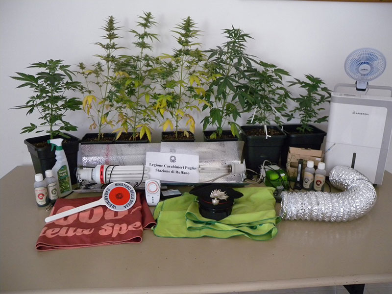 Una serra “proibita” nella parete nascosta: due ragazzi nei guai