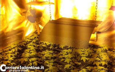 piantine-marijuana-(1)