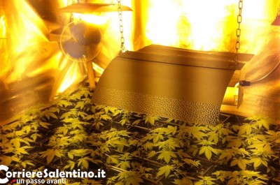 La casa in campagna diventa una fabbrica di "erba", arrestati zio e nipote: coltivavano oltre 200 piantine - Corriere Salentino