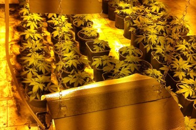 La casa in campagna diventa una fabbrica di "erba", arrestati zio e nipote: coltivavano oltre 200 piantine - Corriere Salentino