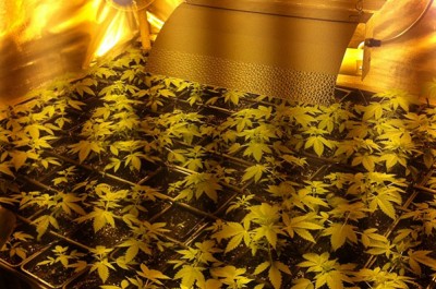 La casa in campagna diventa una fabbrica di "erba", arrestati zio e nipote: coltivavano oltre 200 piantine - Corriere Salentino