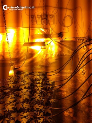 piantine-marijuana-(5)