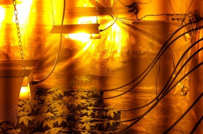 La casa in campagna diventa una fabbrica di "erba", arrestati zio e nipote: coltivavano oltre 200 piantine - Corriere Salentino