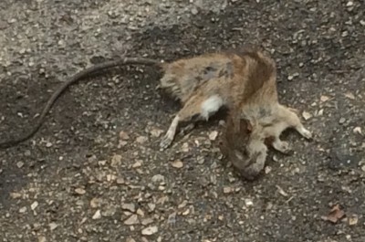 Lecce: topi ed erba in città. D'Agata: "Nelle strade troppa incuria" - Corriere Salentino