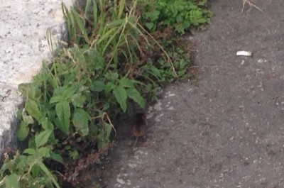 Lecce: topi ed erba in città. D'Agata: "Nelle strade troppa incuria" - Corriere Salentino