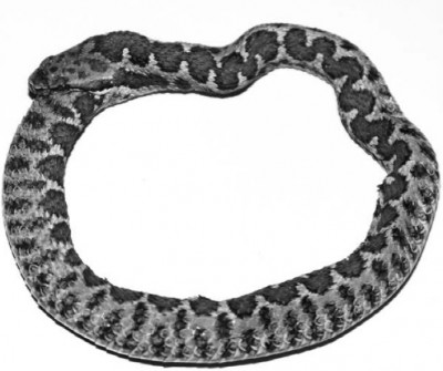 vipera