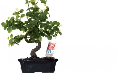 bonsai