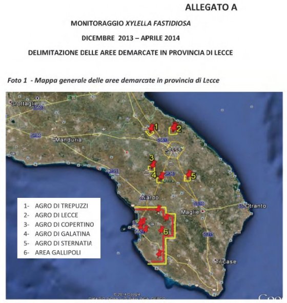 Xylella: scattano le notifiche di sequestro a 248 proprietari