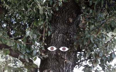 Alberi-in-città