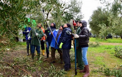Corso-Potatura-Ulivo