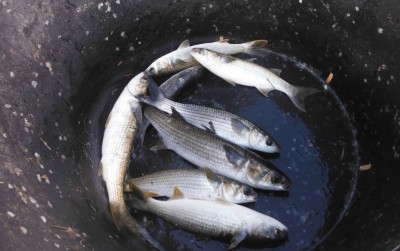 Pesce-sequestrato-da-cs-Gallipoli2