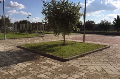 Villa Convento: l'albero donato da Monteco continuerà a vivere nella piccola frazione - Corriere Salentino