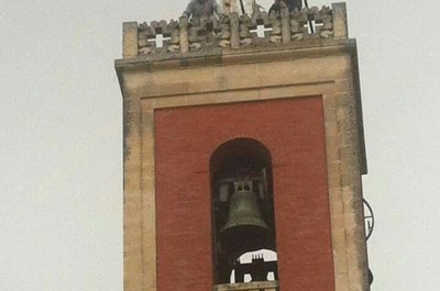 Maltempo: scirocco abbatte nel Salento alberi, pali e cartelloni. Danneggiata anche la statua della Madonna del Rosario di Copertino - Corriere Salentino