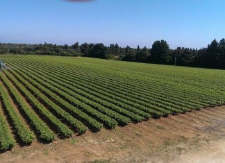 Il dramma dei produttori di barbatelle tra lentezza burocratica e furti