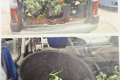 Tra le cicorie che vendeva anche quattro chili di "erba": arrestato ambulante albanese - Corriere Salentino