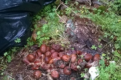 Scandalo a Squinzano: alimenti destinati ai poveri abbandonati nelle campagne - Corriere Salentino