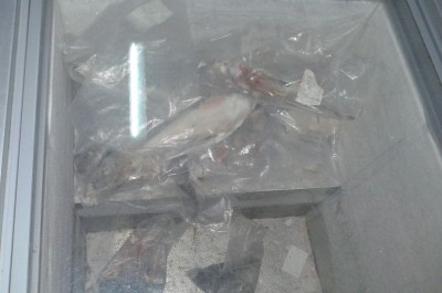 Alimenti scaduti in vendita, chiuso market di via Duca degli Abruzzi - Corriere Salentino