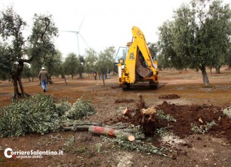 Macchia mediterranea “cancellata” per strutture turistiche: in cinque a processo