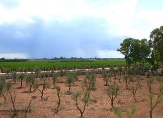 Coldiretti Puglia: campi allo stremo, subito stato d’emergenza catastrofale