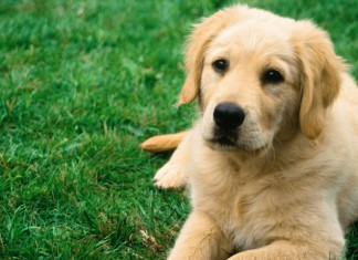 Spiagge e cani, ecco divieti e zone “dog friendly” nel neretino