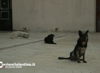 Violenza su animali, casi in aumento. “Non aiutano i social, urgono interventi di prevenzione”
