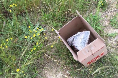 Animali abbandonati e lasciati morire e padroni "bastardi" - Corriere Salentino