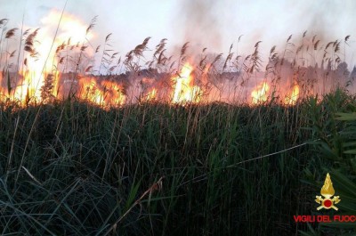 Fiamme agli Alimini, incendio "divora" canneto e minaccia pineta - Corriere Salentino
