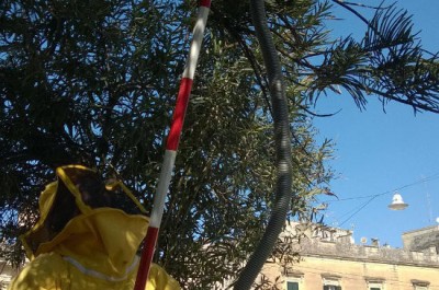 Cantiere di Via Leuca, si rischiava l’interruzione dei lavori per una sciamatura. Api e alveare in salvo - Corriere Salentino