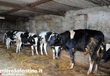 Politica - Corriere Salentino