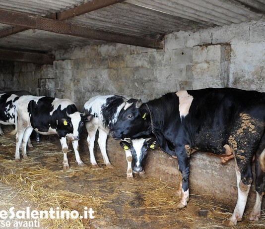 Stalle pugliesi a rischio. Rincari energetici e mangimi spingono latte sotto i costi di produzione