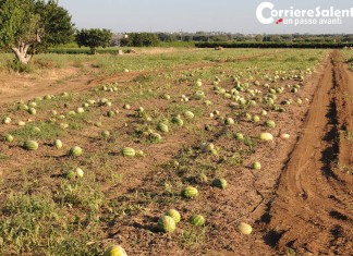 Crac angurie e meloni gialli distrutti in campagna per prezzi bassi, tracollo in Puglia