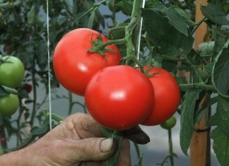 Pomodoro italiano: Cia, contratto subito o sarà guerra della passata e dei pelati