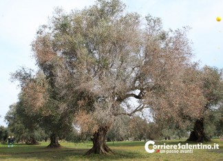Xylella, accolto appello “Scienza Aperta” per monitorare la sputacchina