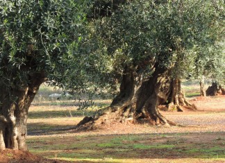 Uliveti biologici: con il 17% Lecce è la prima provincia d’Italia