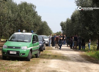 Emergenza Xylella: vertice in Procura, si va verso il dissequestro