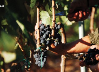 “San Martino, le lune e il vino”, in piazza Salandra a Nardò per brindare alla nuova vendemmia